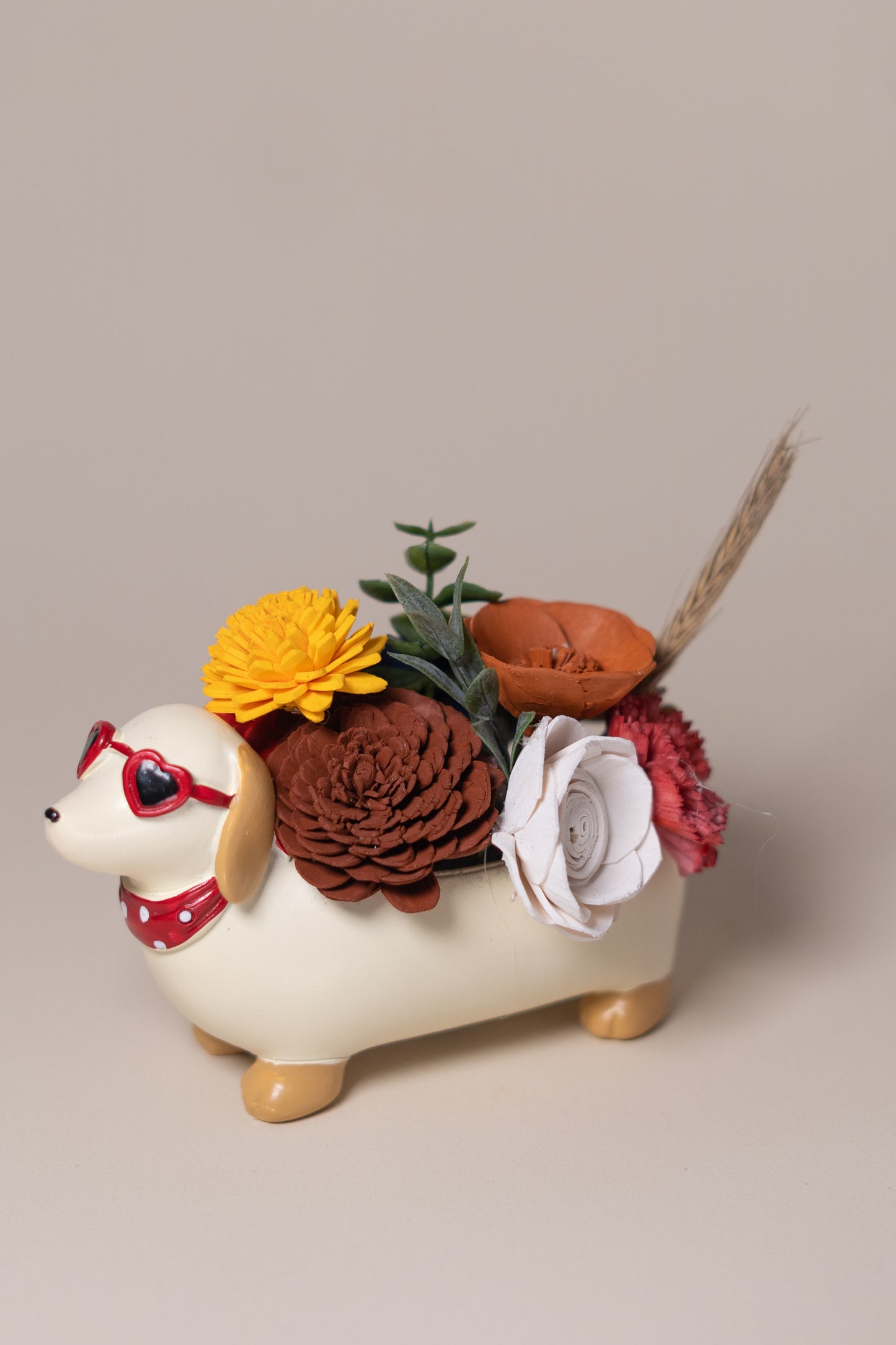 Sunshine Mini Dachshund